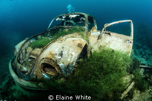 For sale....VolksWagon Beetle, One careful owner....FSH.
... by Elaine White 